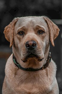可爱拉布拉多犬正面照
