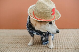 戴帽萌犬装扮可爱俏皮