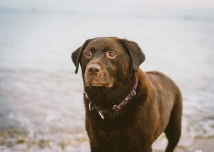 海边的棕色罗威纳犬