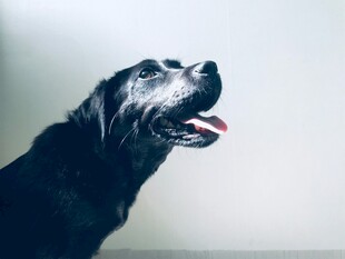 仰头吐舌的可爱黑犬