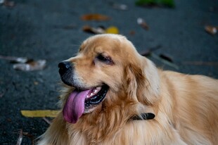 阳光下吐舌的金毛犬