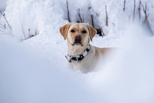 雪地中的可爱狗狗