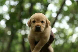 可爱幼犬被托举于绿树间
