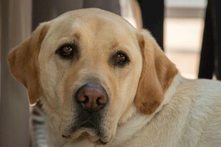 可爱拉布拉多犬的特写