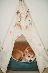 柴犬惬意躲在可爱小帐篷