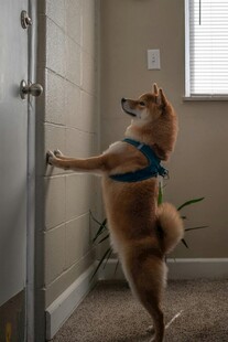 柴犬站立扒门超可爱