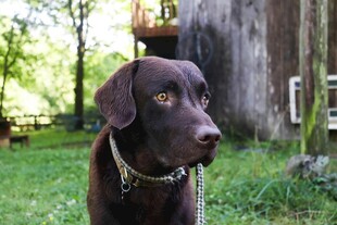 户外草地上的棕色宠物犬