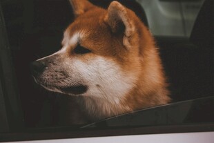 车内的秋田犬望向窗外