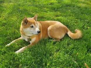 草地上休憩的可爱柴犬