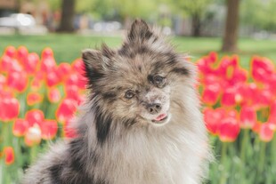 长毛犬于花丛中露笑颜