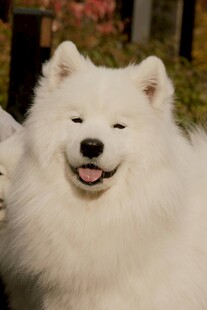 微笑的萨摩耶犬