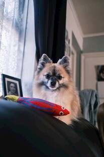 沙发上的可爱博美犬