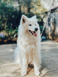 阳光下的萨摩耶