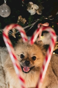心型糖果前的可爱博美犬