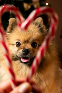 心形道具前的可爱博美犬