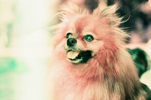 粉色毛发的可爱博美犬