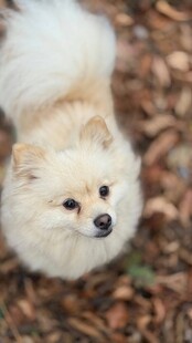 仰头的可爱博美犬