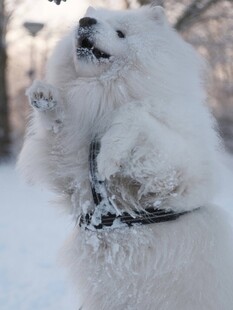 雪地中欢快站立的萨摩耶