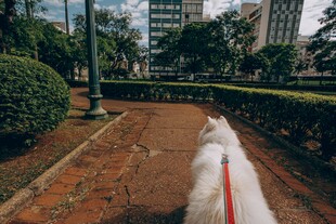 公园中漫步的白色长毛犬