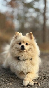 可爱博美犬惬意躺地