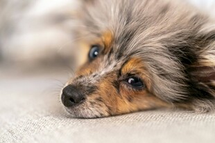 趴着的可爱长毛宠物犬