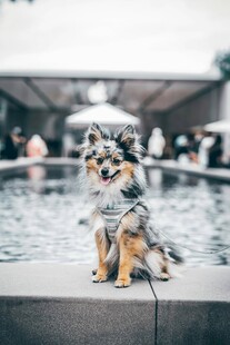 可爱小狗坐于水池边