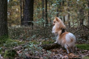 林间萌犬翘首凝望自然