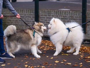 两只萌犬户外亲昵互动