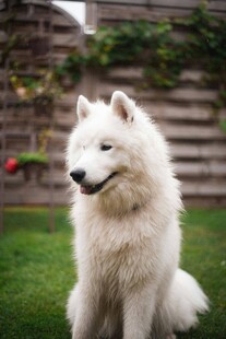 萨摩耶犬端坐于绿草地上
