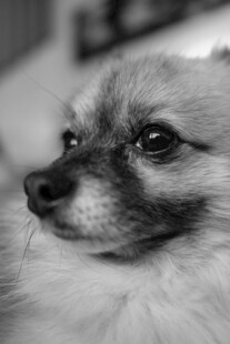 可爱博美犬的特写