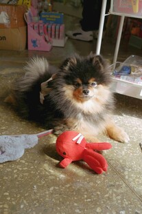 博美犬与红色玩具相伴