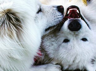 两只萌犬亲昵互动瞬间