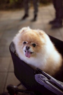 可爱博美犬坐在容器中