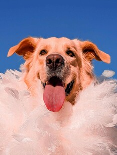 金毛犬戴羽毛圈超可爱