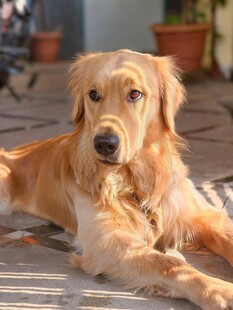 趴着的金毛犬