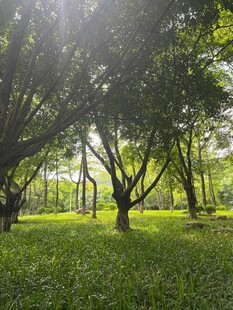 阳光洒落的静谧林间草地