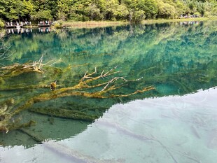 清澈湖底的多彩水下世界