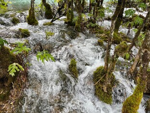 林间潺潺溪流 绿意盎然
