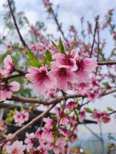怒放的桃花