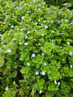 田野边的小花
