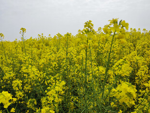 金黄油菜花