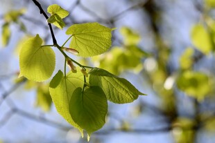 嫩绿新叶挂枝头