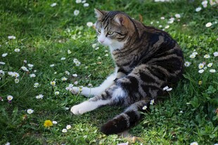 草地上休憩的斑纹猫咪