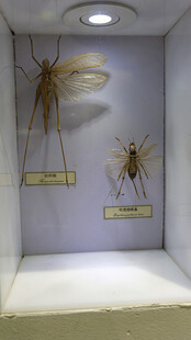 昆虫标本展示