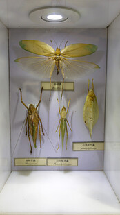 昆虫 螽虫