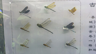 蜻蜓 昆虫标本展示