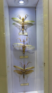 金色昆虫标本陈列展示