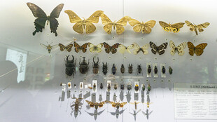 精美蝴蝶昆虫标本展示