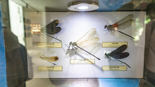 蜻蜓 昆虫标本展示