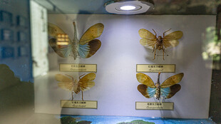 精美蝴蝶标本展示